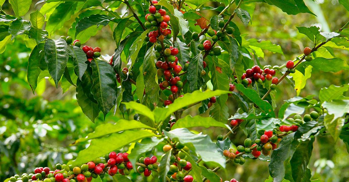 Qual a influência do cobre na produtividade do café?