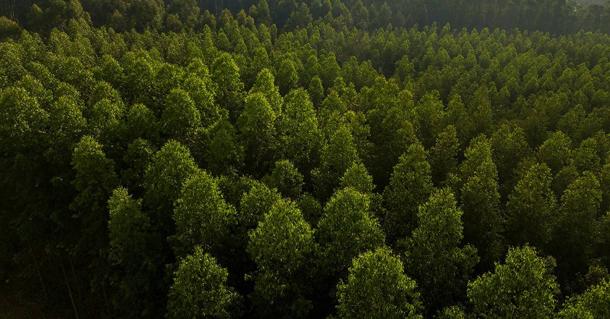 Saiba as consequências da deficiência de cobre no eucalipto e como evitá-la