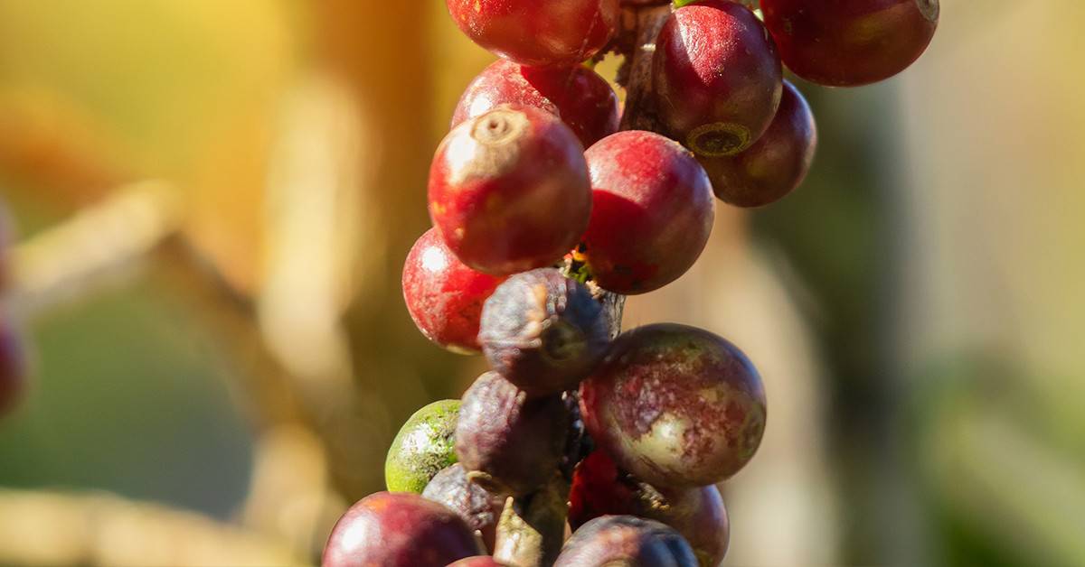 Ácaro da leprose: como essa praga causa a mancha anular do cafeeiro e como combatê-lo