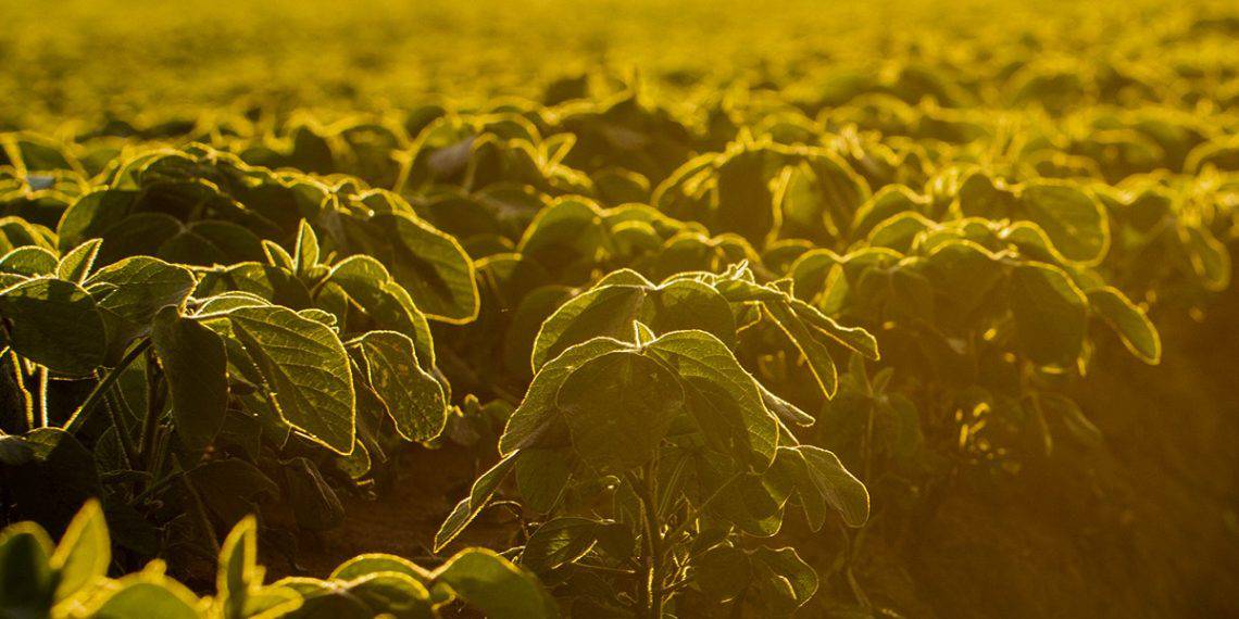 Agricultor com mais de 40 anos de experiência de Unaí - MG aponta o K Forte® como solução inovadora que trouxe bons resultados