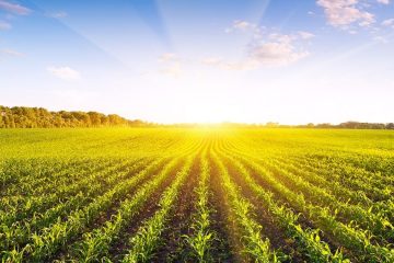 Agricultor De Contenda - Pr Fala Sobre Os Bons Resultados Do Uso Do K Forte® E Sobre A Garantia Estendida Da Verde Agritech
