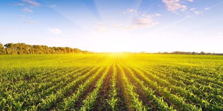 Agricultor De Contenda - Pr Fala Sobre Os Bons Resultados Do Uso Do K Forte® E Sobre A Garantia Estendida Da Verde Agritech