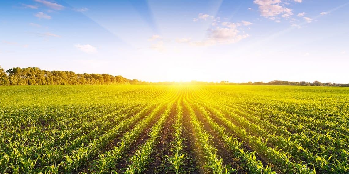 Agricultor de Contenda - PR fala sobre os bons resultados do uso do K Forte® e sobre a Garantia Estendida da Verde Agritech