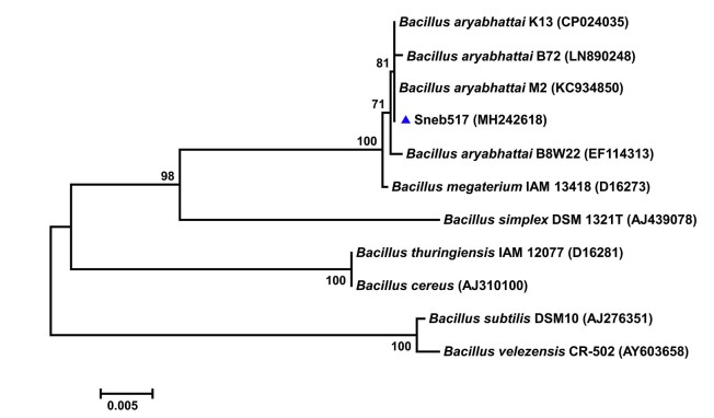 Árvore Filogenética Da Cepa Seb517 Do Bacillus Aryabhattai Utilizada No Experimento