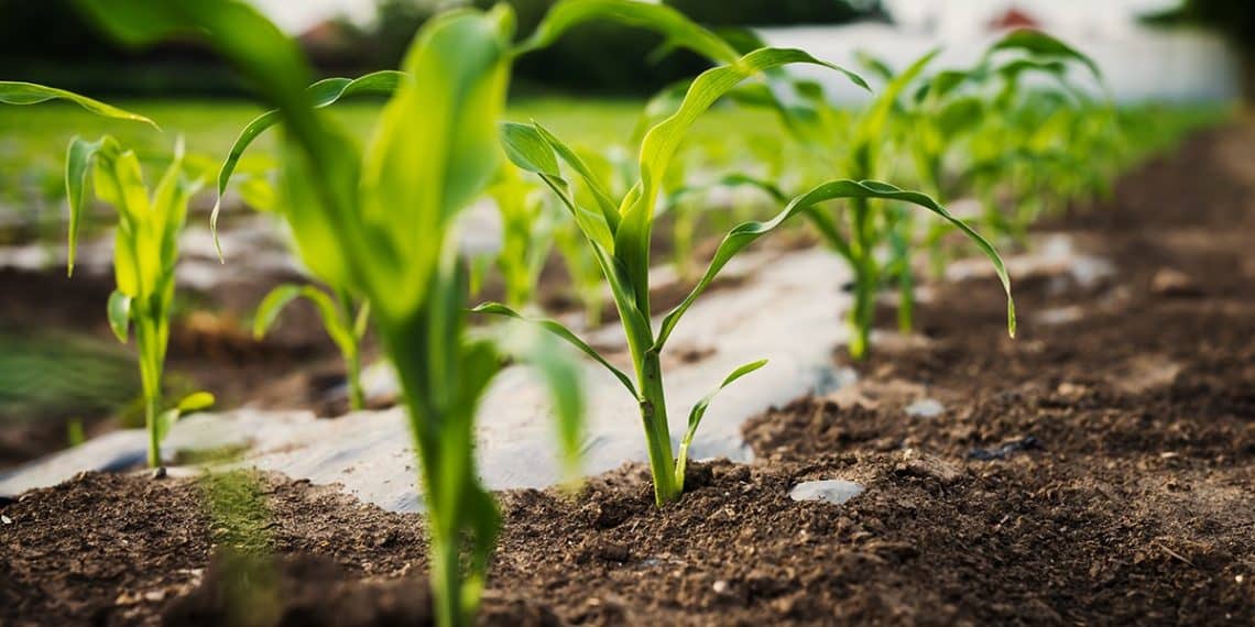 Como o potássio atua no controle osmótico das células das plantas?
