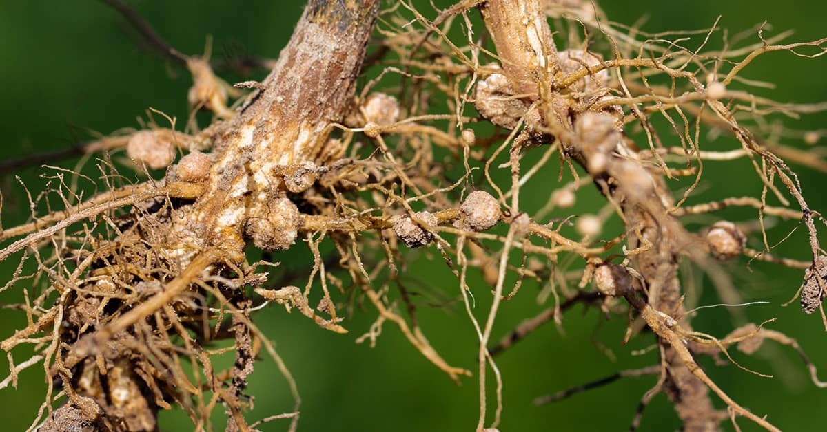 Estudo mostra o potencial do Bacillus aryabhattai no controle dos nematoides em soja