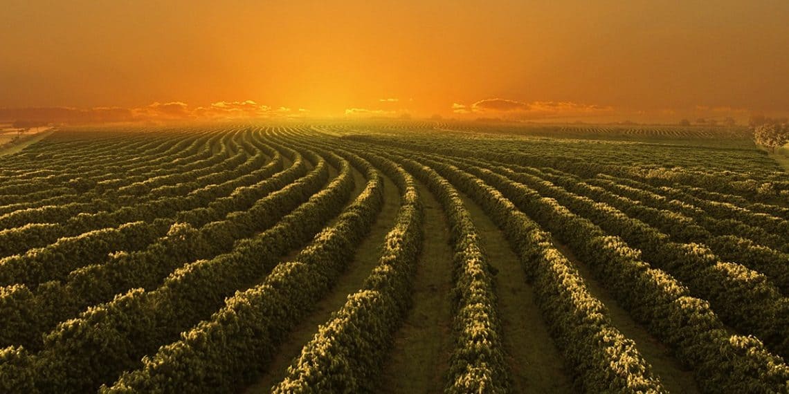 Eventos do agro: cafeicultores discutem assuntos atuais do setor no Encoffee