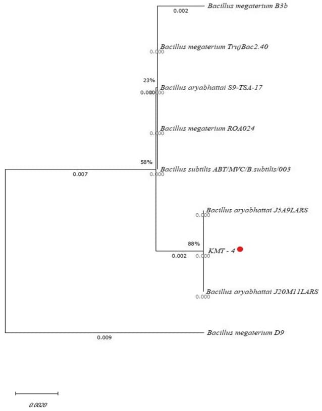 Identificação Genética Da Cepa Kmt-4 Do Bacillus Aryabhattai
