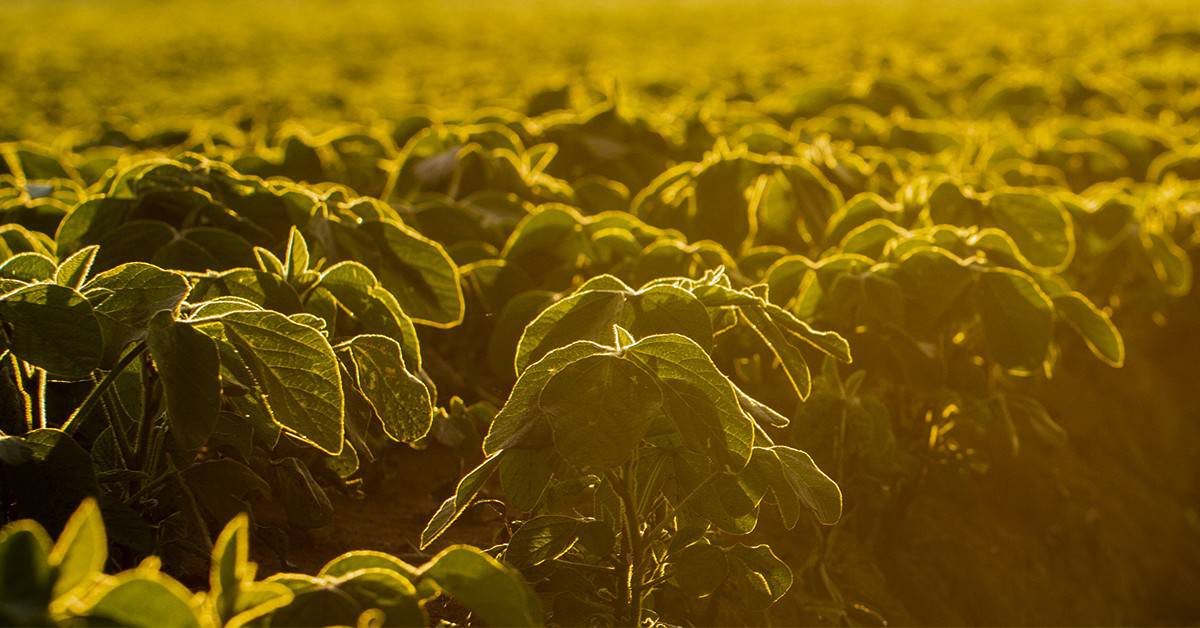 Mercado de soja em baixa na Bolsa de Chicago é destaque nas notícias agrícolas da semana