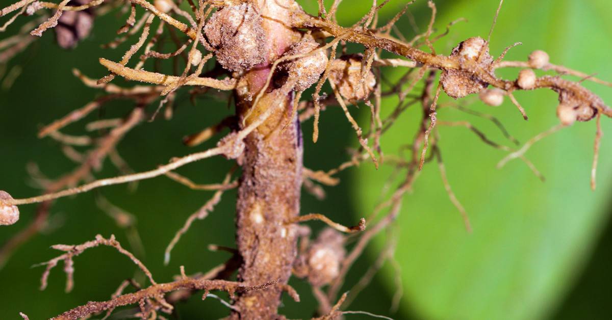 Resultados de estudo mostram como o Bacillus aryabhattai é uma ferramenta eficiente no controle de nematoides