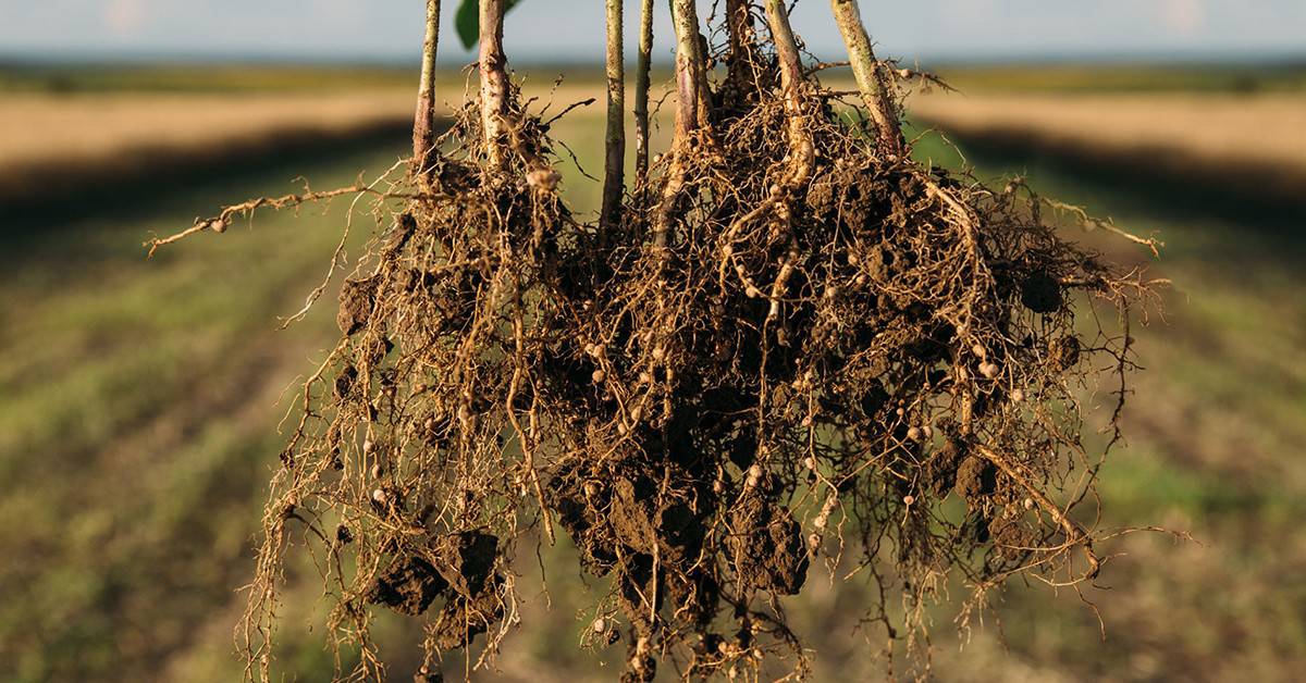 Veja como estudos científicos mostram os benefícios do Bacillus aryabhattai no controle de nematoides e no crescimento das plantas