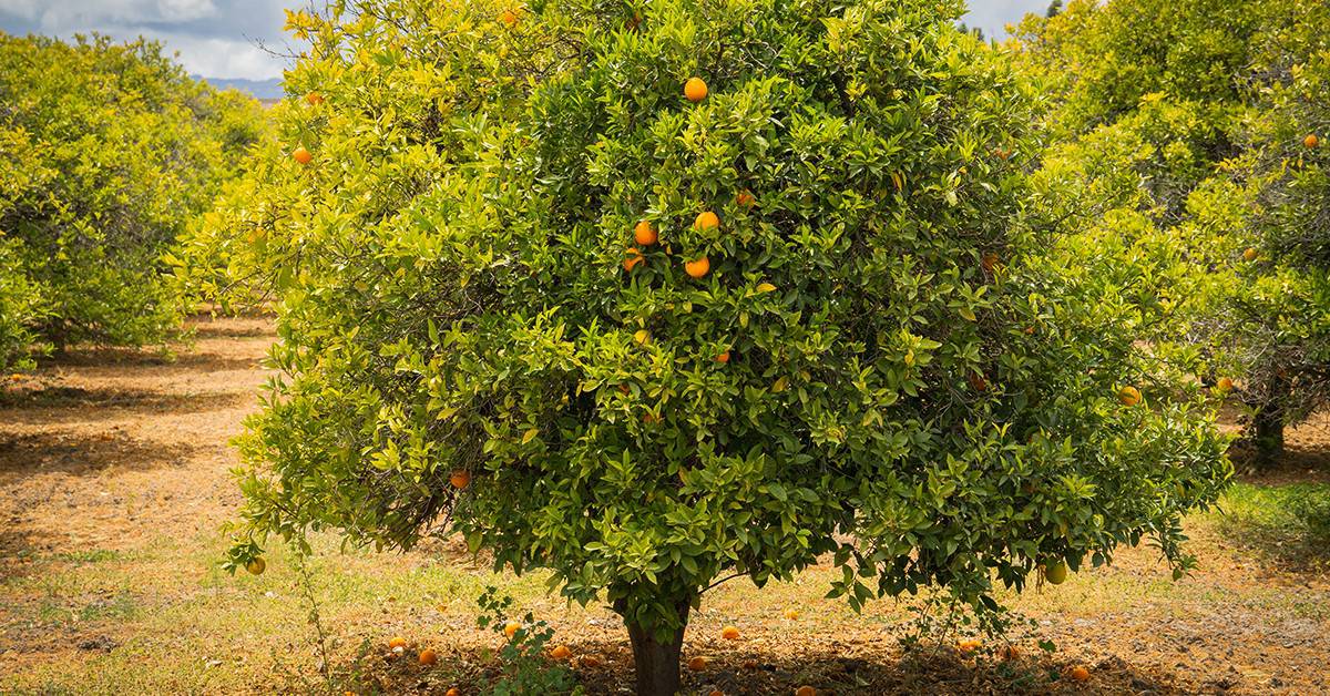 5 motivos para fazer a adubação com zinco em citros