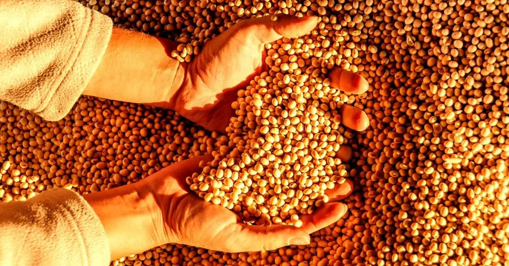 Agricultores de sucesso do Rio Grande do Sul contam como o K Forte® ajudou a melhorar a produtividade