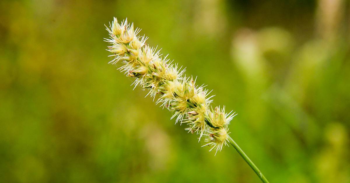 Como o capim-carrapicho prejudica as cultras agrícolas e como controlá-lo?