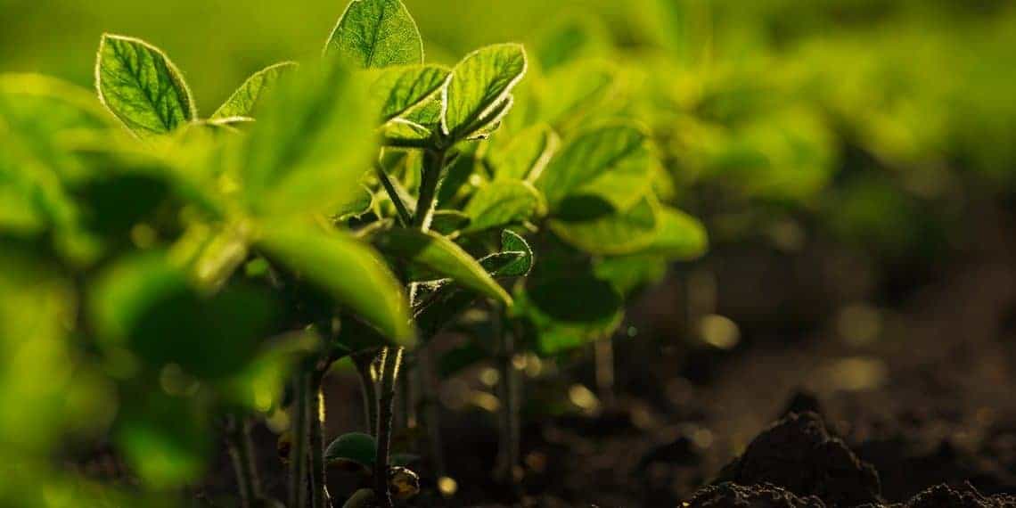 Como o crescimento do uso de biofertilizantes no Brasil favorece a agricultura?