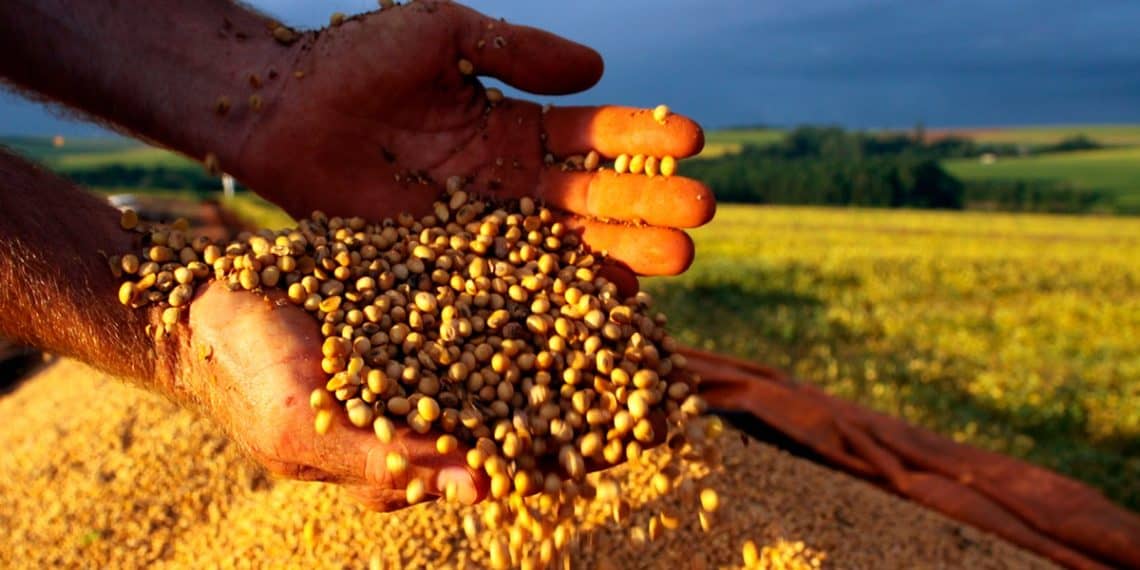 Consultor agrícola Rio Grande do Sul fala dos resultados positivos K Forte® e do BAKS® na produtividade