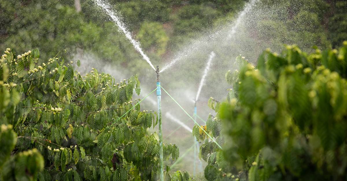 Entenda mais sobre o uso do pivô de irrigação no café e como ele melhora o cultivo