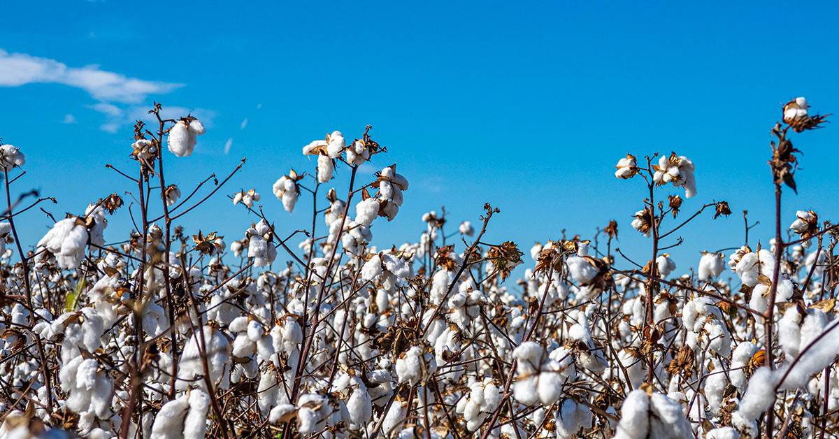 Produção de algodão no Brasil deve crescer de 17,6%, se destacando nas notícias agrícolas da semana
