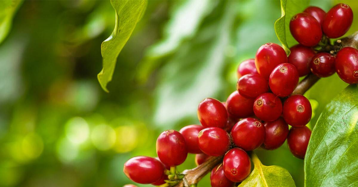Relação de troca do café no melhor patamar dos últimos anos e é destaque nas notícias agrícolas