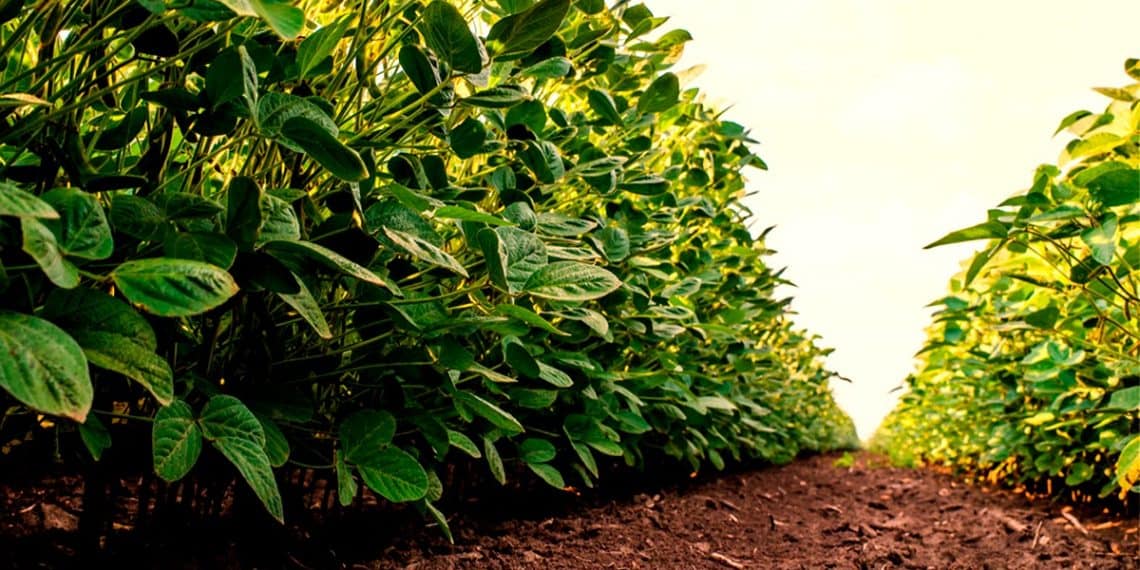 Veja como o K Forte® tem ajudado agricultores de sucesso a alcançar altas produtividades no cultivo de grãos