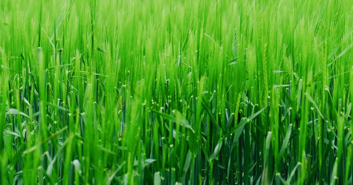 Zinco em pastagem: quais são os benefícios que esse micronutriente traz