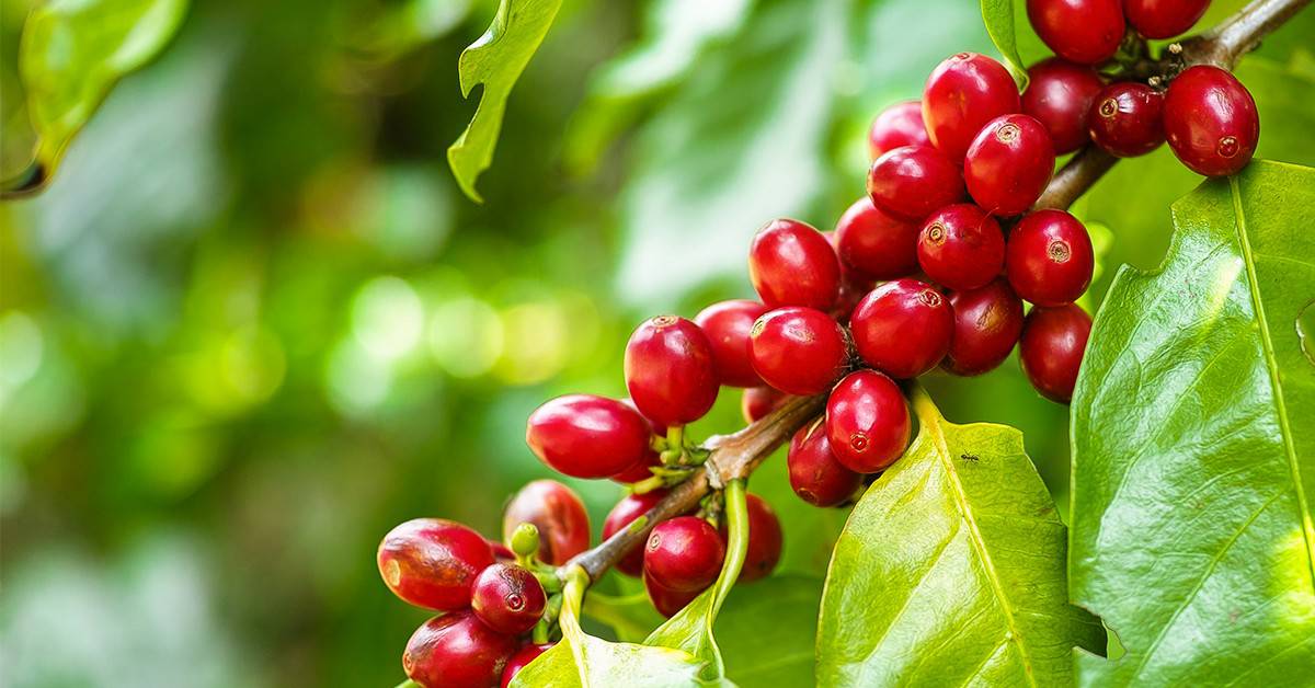 3 benefícios do nitrogênio no café