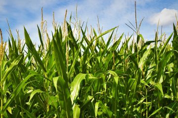 3 Principais Benefícios Do Uso Bioinsumos Na Agricultura