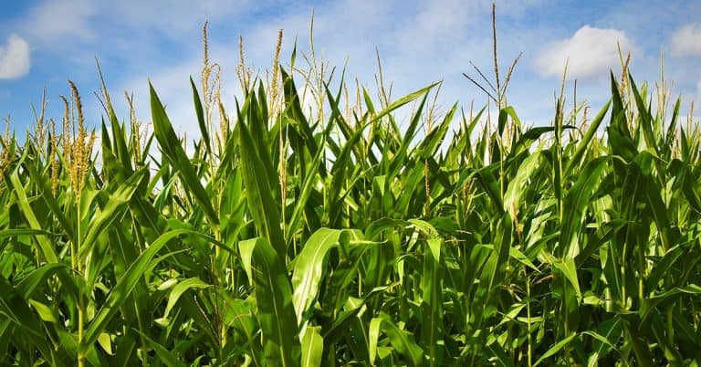 3 Principais Benefícios Do Uso Bioinsumos Na Agricultura