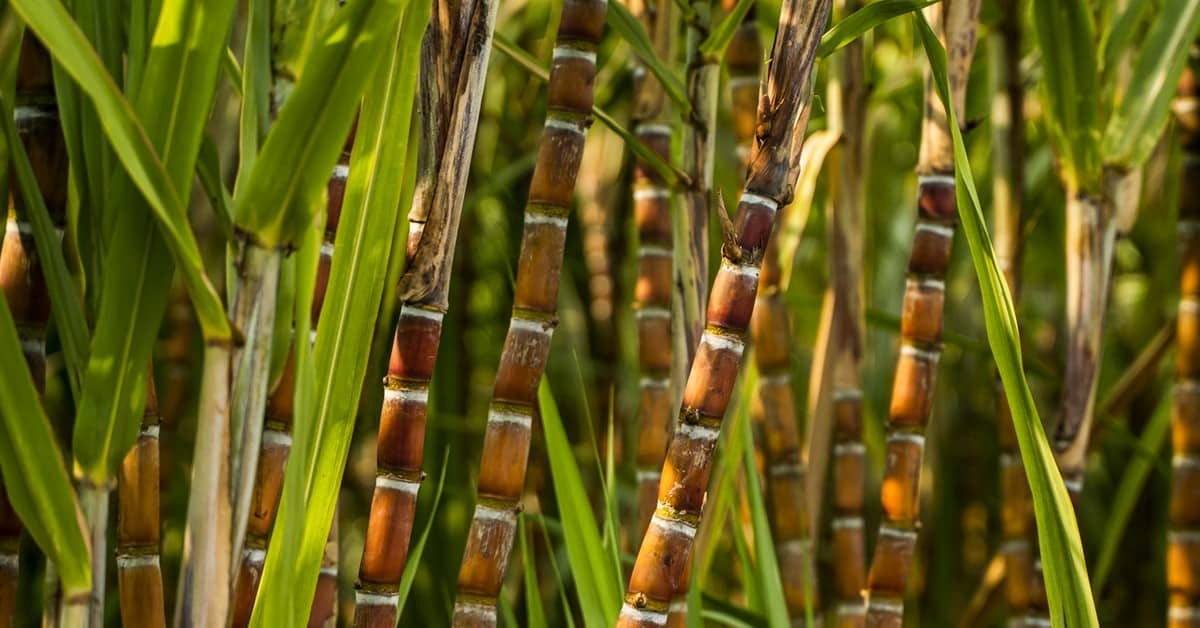 Agricultor de sucesso do setor sucroenergético que utiliza o K Forte® e o BAKS® elogia o atendimento da Verde Agritech