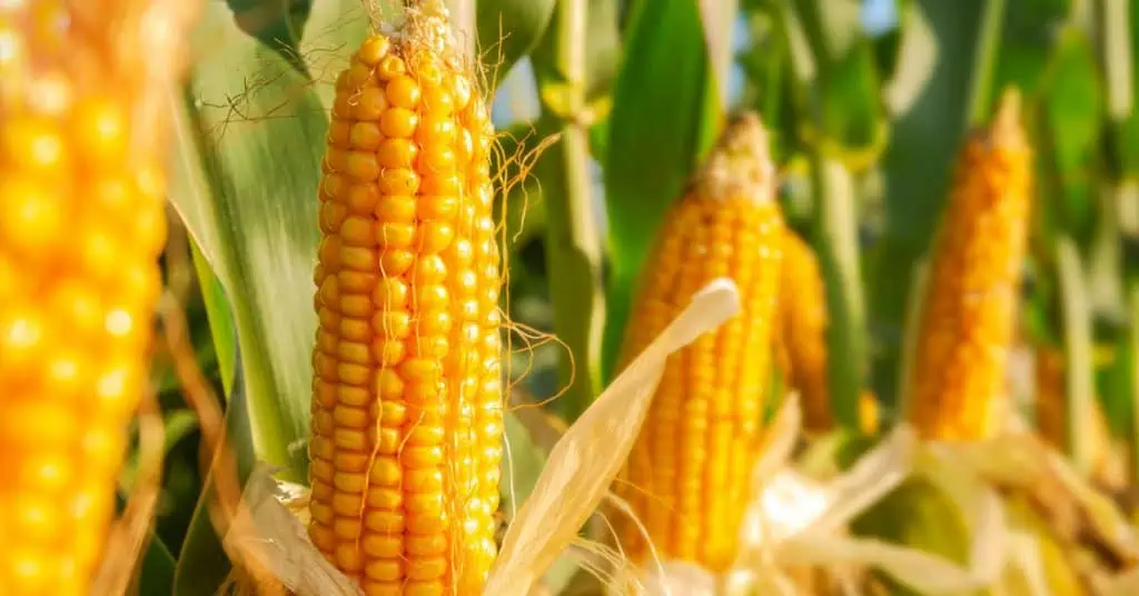 Como a agricultura de precisão beneficia a cultura do milho?