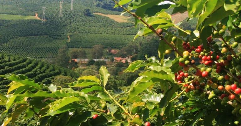 Como Implementar A Agricultura De Precisão No Café E Quais Os Benefícios Disso?