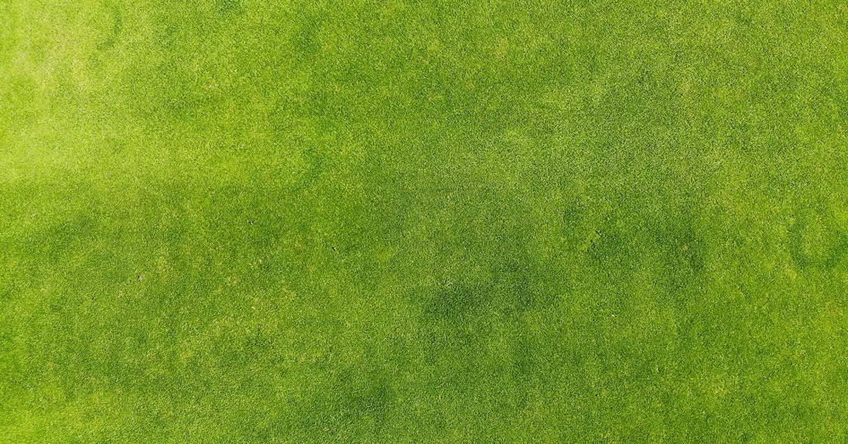 Nitrogênio em pastagem: saiba quais são os benefícios desse nutriente