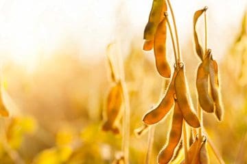 Notícias Agrícolas: Usda Atualiza Para Baixo A Classificação Das Colheitas De Soja E Milho Nos Estados Unidos