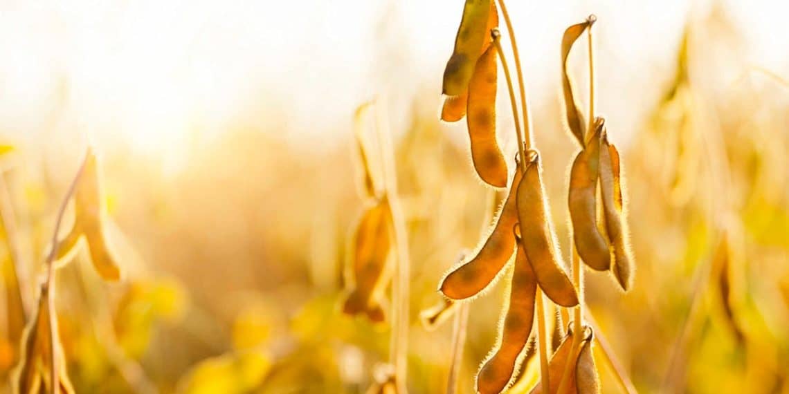 Notícias agrícolas: USDA atualiza para baixo a classificação das colheitas de soja e milho nos Estados Unidos