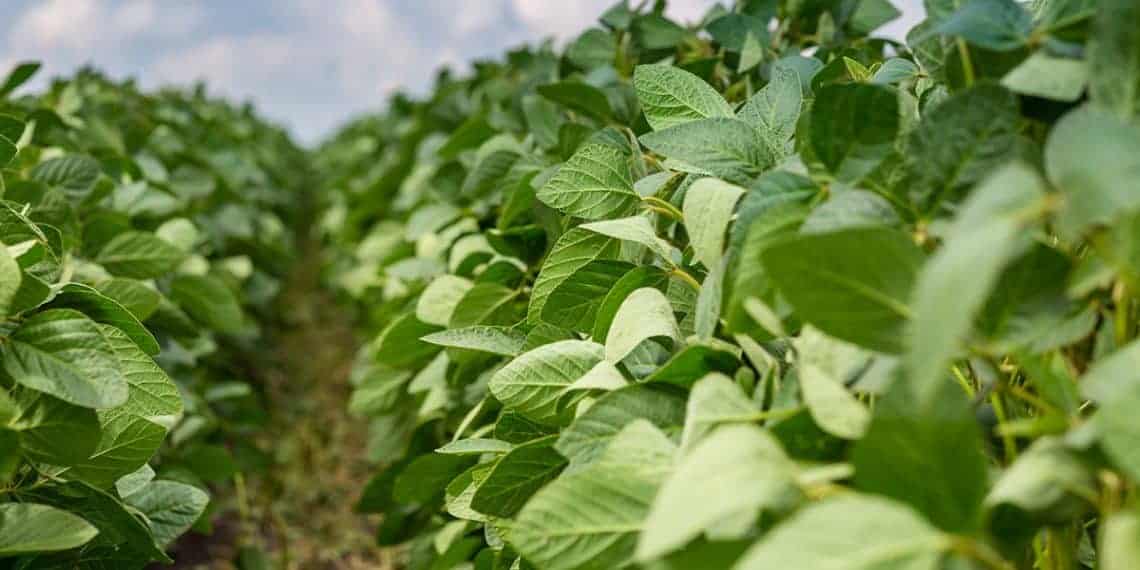 Notícias agrícolas. soja registra valorizações de até 11% em Chicago e mercado brasileiro experimenta semana de preços mais favoráveis