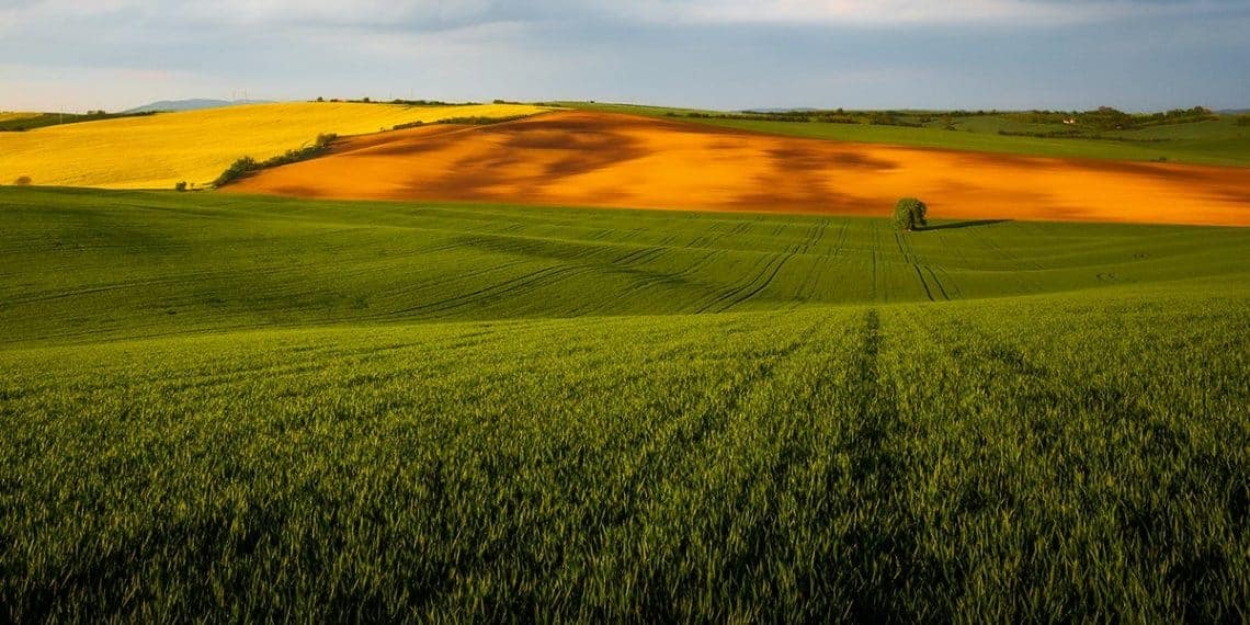 PIB agropecuário brasileiro deve ter o maior crescimento desde 2017, sendo destaque nas notícias agrícolas