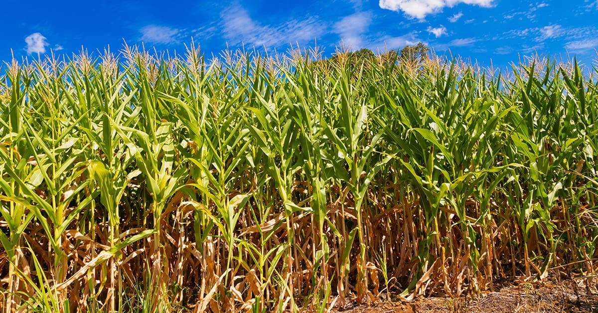 Veja 7 dicas para escolher as melhores máquinas agrícolas para o cultivo do milho