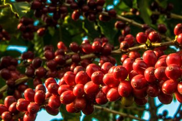 Agricultor De Sucesso Do Cerrado Mineiro Conta Como O K Forte® Ajudou A Melhorar A Produtividade Do Café