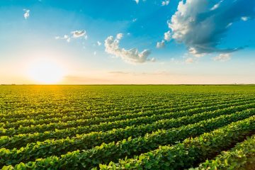 Como A Agenda Esg, Os Ods E A Captura De Carbono Contribuem Para Uma Agricultura Sustentável E Rentável?