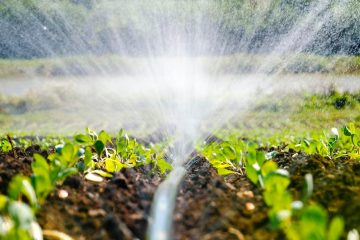 Como Otimizar A Irrigação No Cultivo Da Soja?