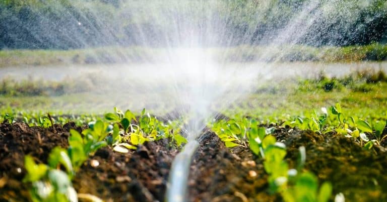 Como Otimizar A Irrigação No Cultivo Da Soja?