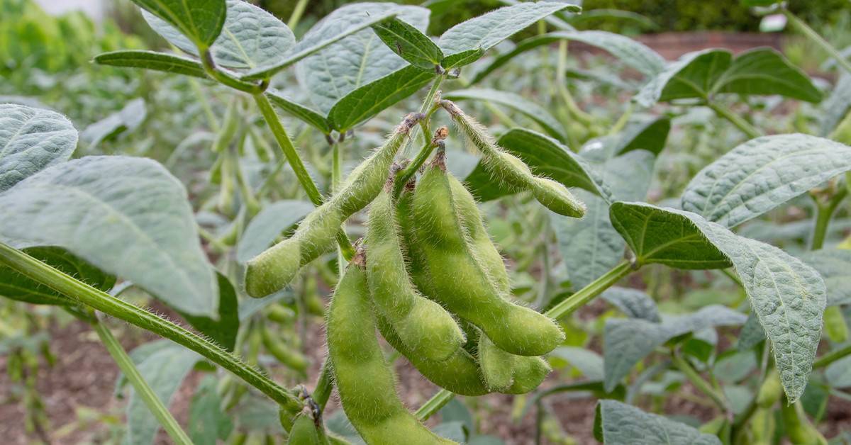 El Niño e soja: entenda como esse fenômeno pode afetar esse importante cultivo agrícola - El Nino e soja. entenda como esse fenomeno pode afetar esse importante cultivo agricola