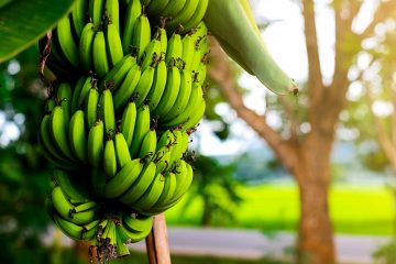 Estudo De Caso Baks® Para Adubação Da Banana