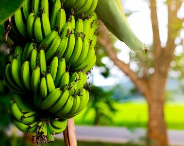 Estudo De Caso Baks® Para Adubação Da Banana