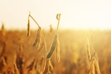 Notícias Agrícolas: Cenário Internacional Impacta Os Preços Da Soja No Brasil