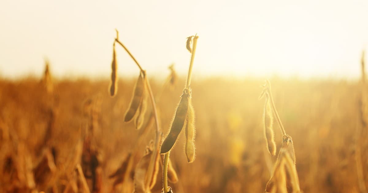 Notícias agrícolas: cenário internacional impacta os preços da soja no Brasil