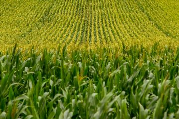 Notícias Agrícolas: Mercado Futuro Do Milho Tem Avanços Positivos Na Bolsa De Chicago