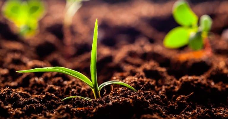 Por Que É Importante Investir Na Agricultura De Baixo Carbono?