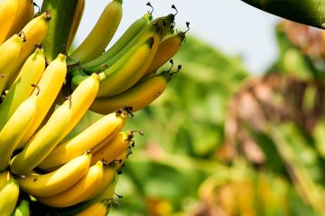Por Que Você Deve Fazer A Adubação Com Fósforo Na Banana?