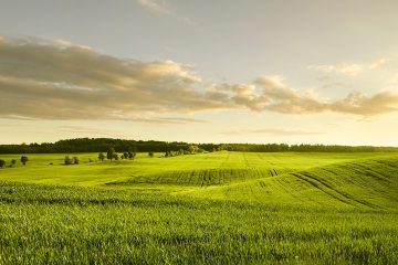 Saiba Como O Baks® E O Atendimento Da Verde Agritech Melhoraram O Manejo De Grupo Agropecuário De Sucesso